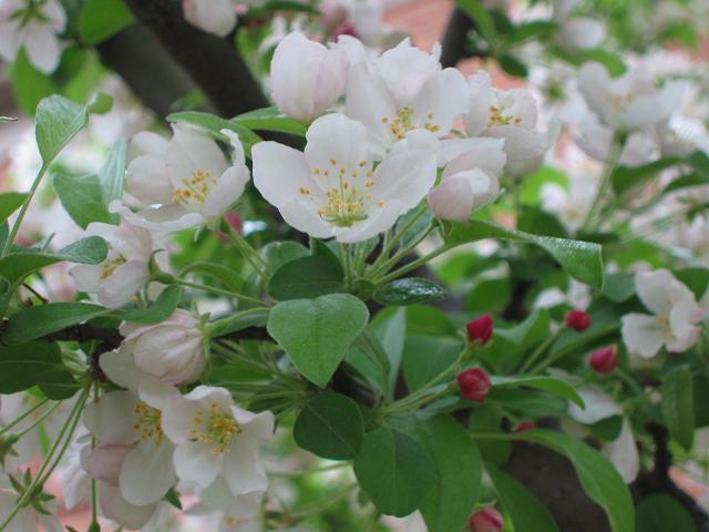 Dogwood, Friday morning, Fairfax, Virginia