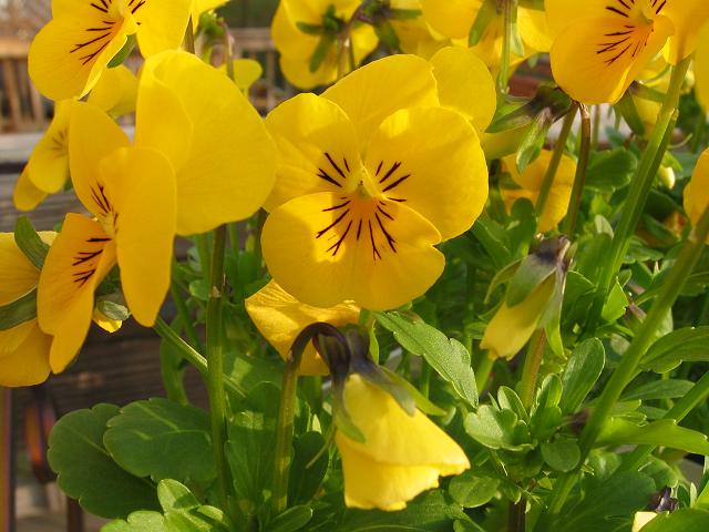 Spring pansies