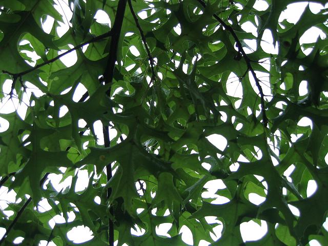 Beneath the leaves, Chantilly, Virginia