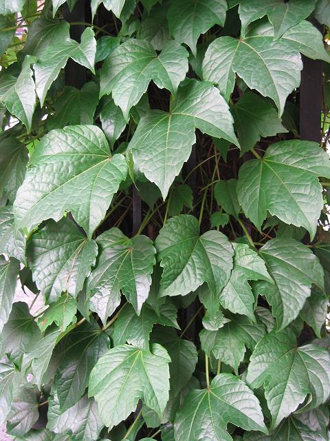 Ivy leaves on tree, New York
