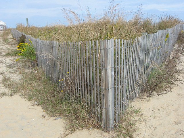 Sand dunes, Ocean City, Maryland