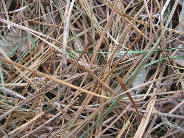 Pine needles, Milburg Landing, Maryland 