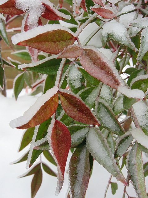 Leaves in snow and ice, Chantilly, Virginia