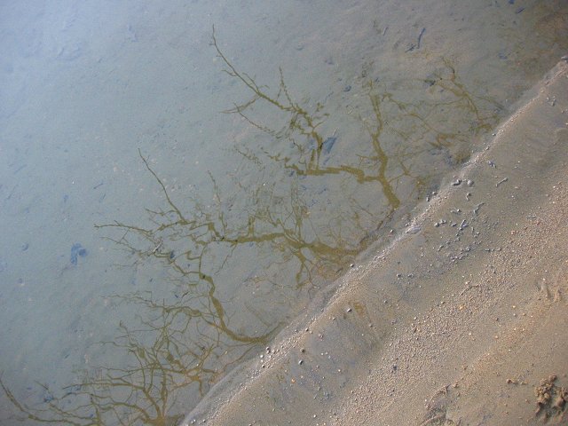 Water's edge, Quiet Waters Park, Annapolis, Maryland