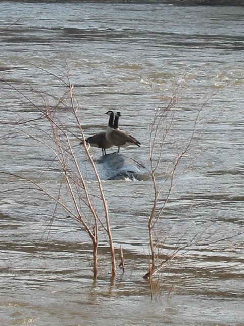 Geese in Potomac River along Billy Goat Trail, Great Falls, Maryland