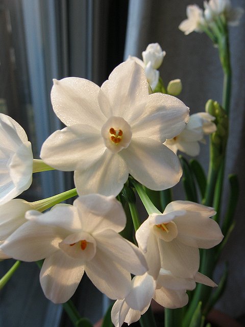 Paperwhites in bloom