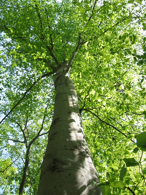 Tree along Billy Goat Trail, section C, Great Falls, Maryland