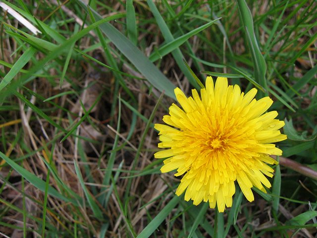 Dandelion, Duluth Aiport, Minnesota