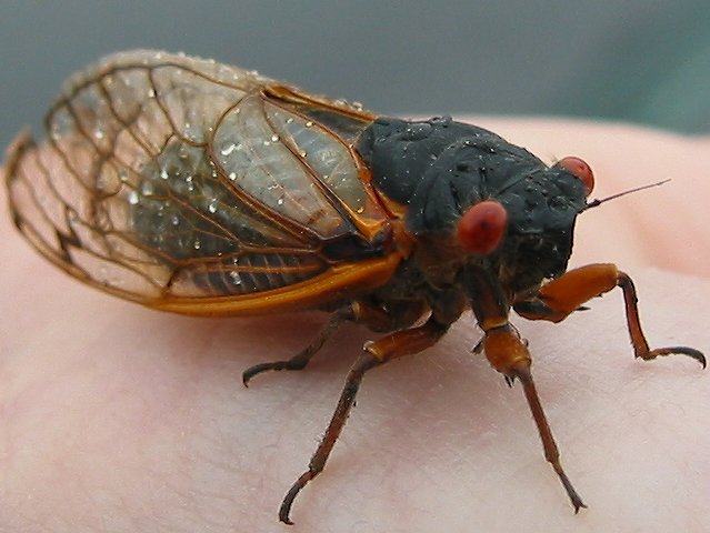 Cicada, Fairfax, Virginia