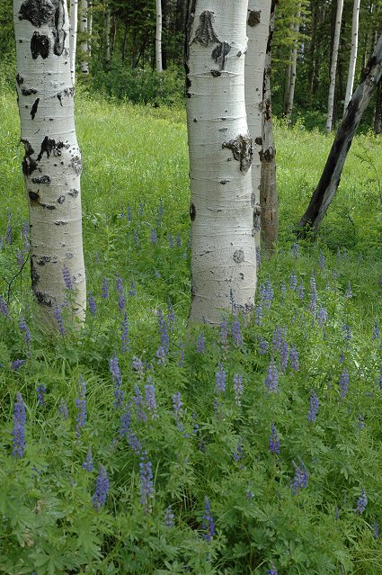 Aspen, Teton Village, Wyoming