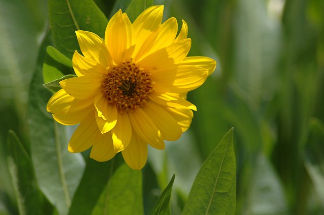 Flower, Teton Village, Wyoming