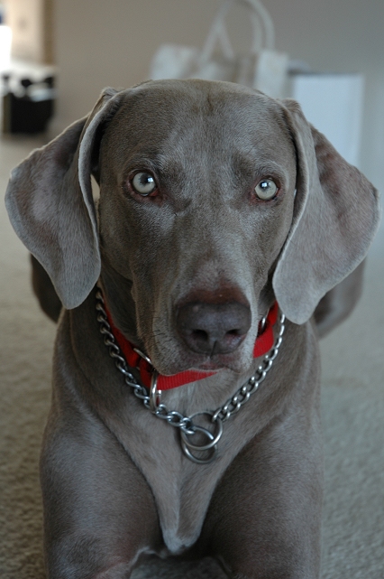 Jasmine (weimeriner)