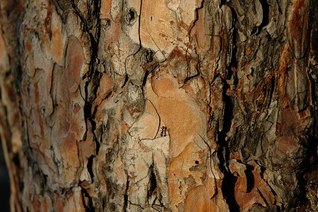 Ant and shadow on bark, Boundary Water Canoe Wilderness Area, Minnesoat