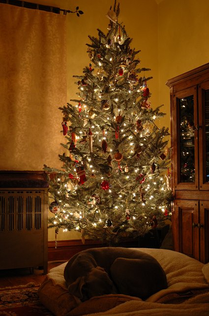 Violet (a weimereiner) sleeping under the Christmas tree