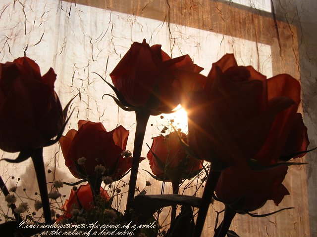 Flowers in morning light