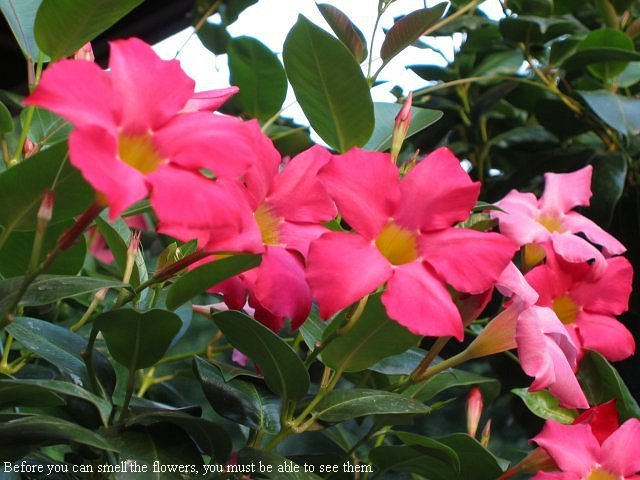 Flowers, Dunkirk, Maryland