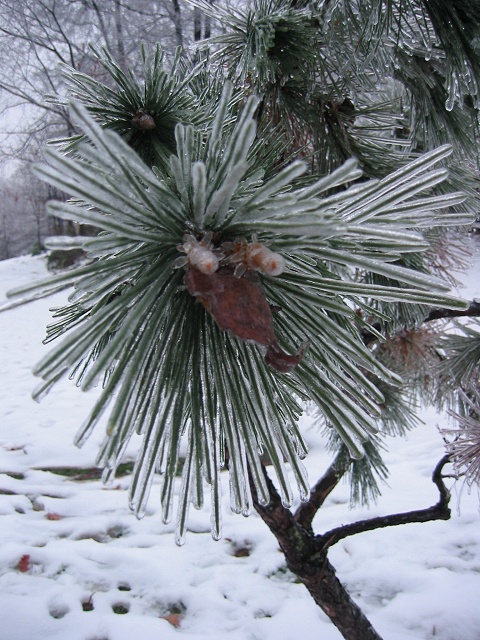 Ice storm, Fairfax, Virginia