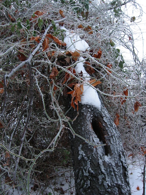 Ice storm, Fairfax, Virginia