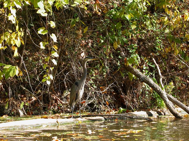Blue heron along the C&O Canal, Potomac, Maryland