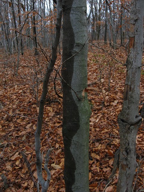 Dolly Dods, Monongahela National Forest, West Virginia
