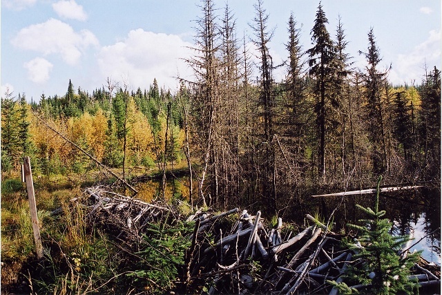 Beaver dam, Jacques Cartier Park, Quebec