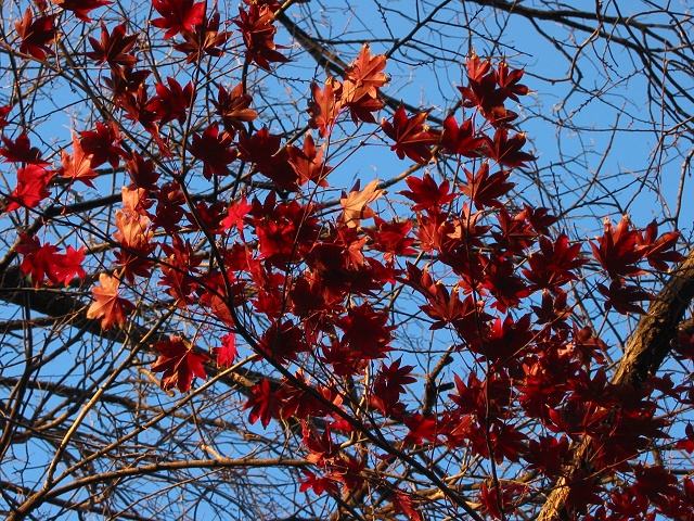 Fall color, Capitol Hill, Washington, DC