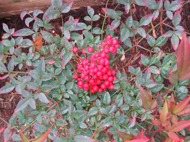 Fall berries, Chantilly, Virginia