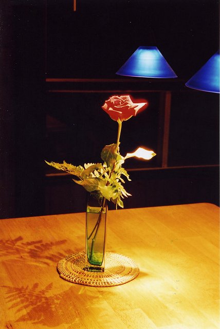 Rose in Blue Light, Stoneham, Quebec, Canada