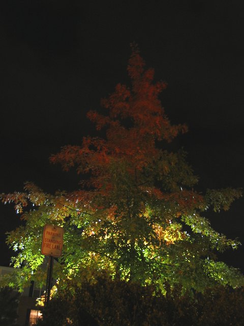 Fall at night, Fairfax, Virginia