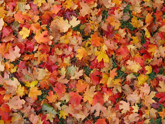 Fall Leaves, Chantilly, Virginia
