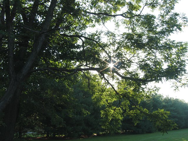 Summer morning, Route 50, Fairfax, Virginia