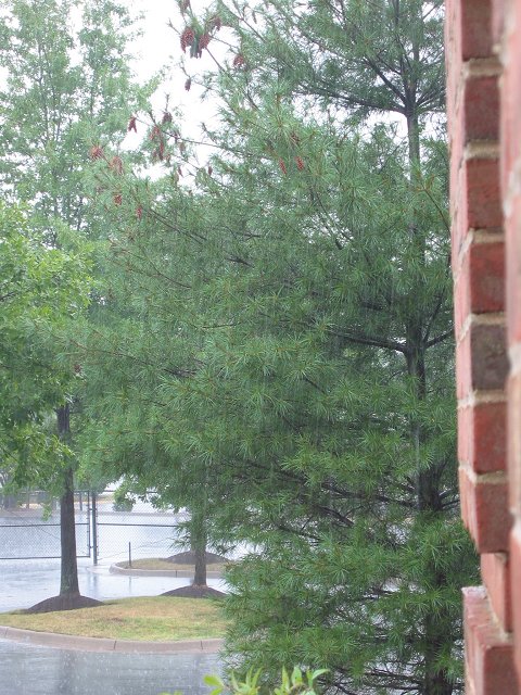 Saturday Rainstorm, Chantilly, Virginia