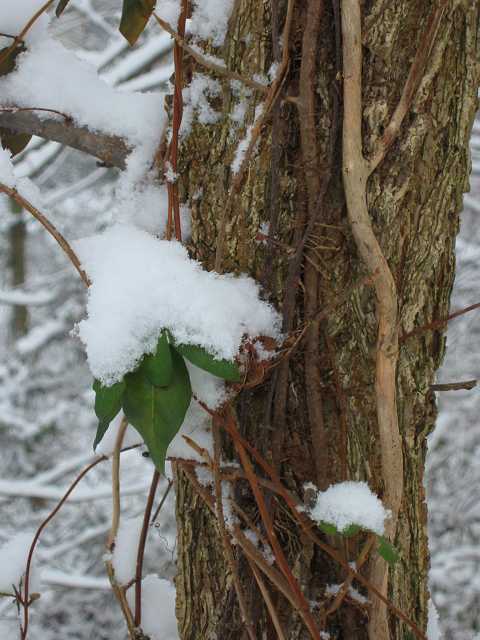 First snow of 2003, Fairfax, Virginia