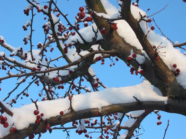 First snow of 2003, Fairfax, Virginia