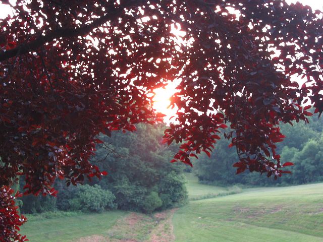 Fall Morning, Fairfax, Virginia