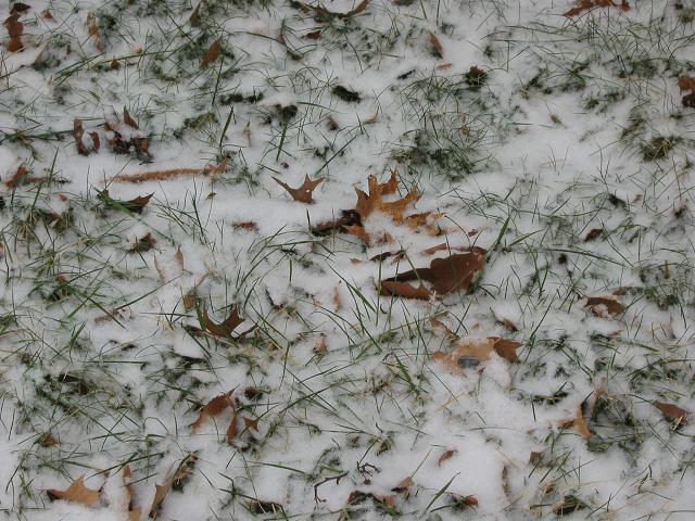 Morning snowstorm, Fairfax, Virginia