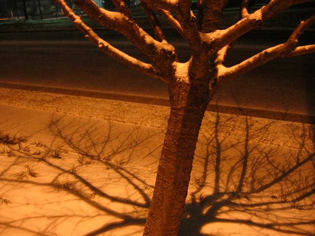 Night snowstorm, Chantilly, Virginia
