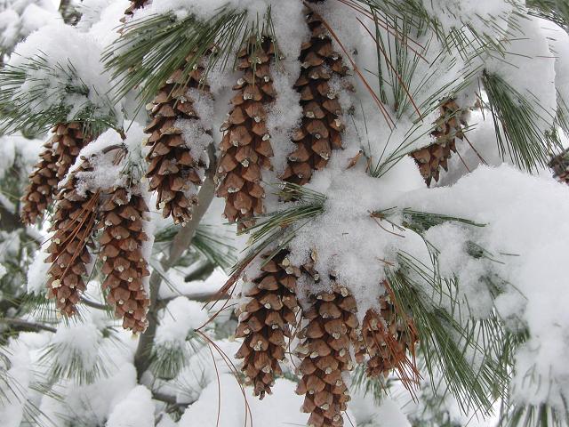 Pinecones in snow, Fairfax, Virginia