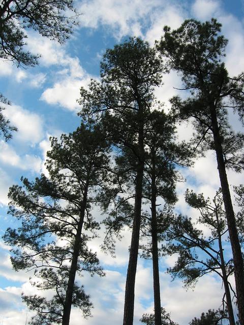 Chattahoochee River International Recreation Area