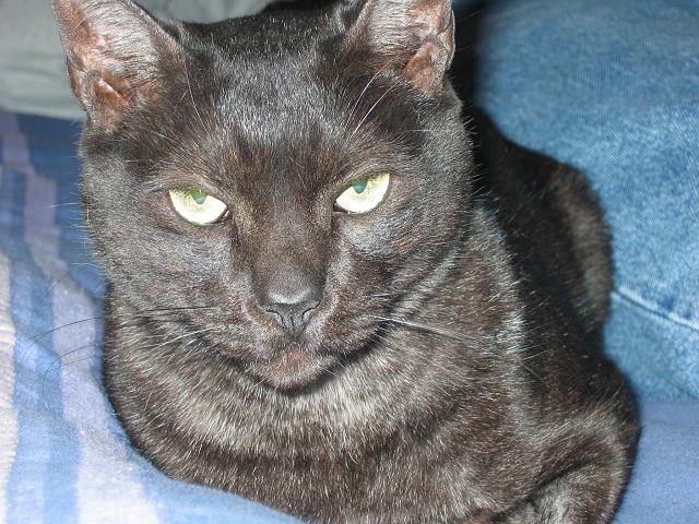 Blackie