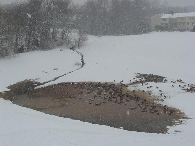 Geese in snowstorm, Fairfax. Virginia