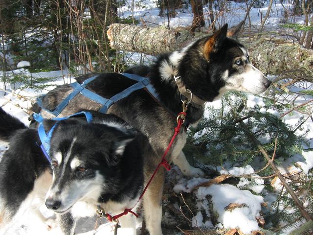 Rinta and Hanes (lead dogs), in a rare quiet moment on the trail, Minnesota