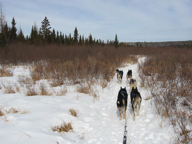 'My Guys' - Rinata, Hanes, Fittipauldi, Reggie, and Ursahl.  Dog sledding, Minnesota