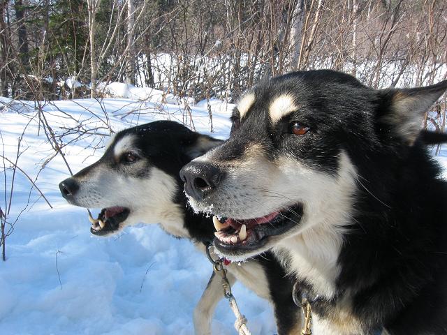 Reggie (right) and Ursahl (wheel dogs) eager to pull, Minnesota