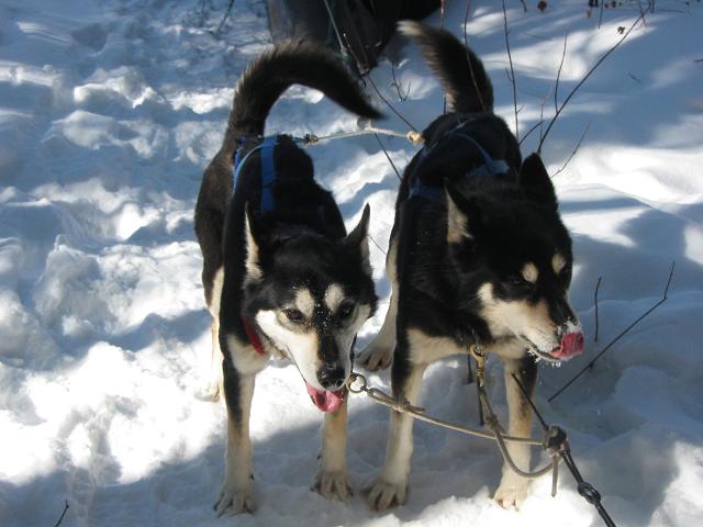 Reggie and Ursahl (the Bros), patiently waiting to run, Minnesota	