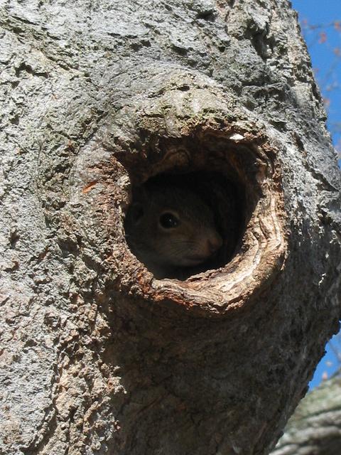 Baby squirrel in tree, Carderock, Maryland