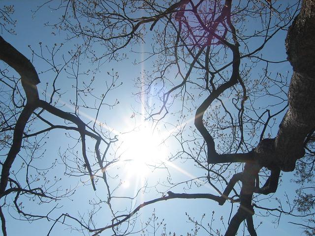 Spring afternoon, Carderock, Maryland