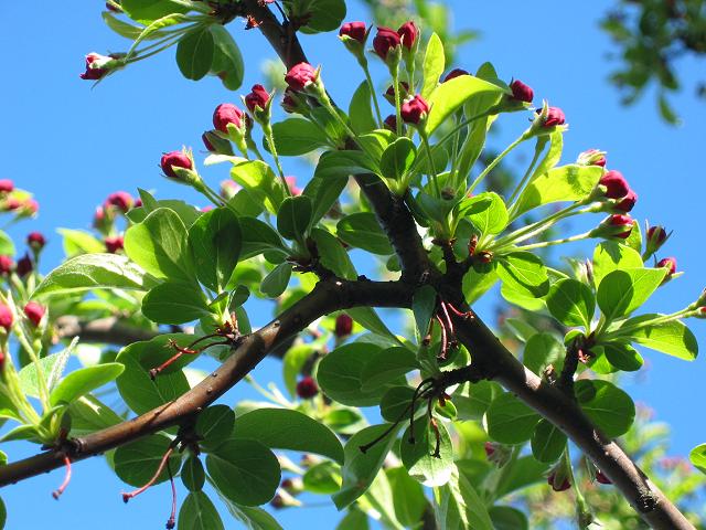 Dogwood, Sunday morning, Fairfax, Virginia
