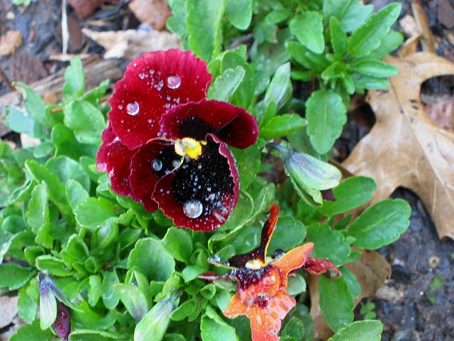 Spring flowers, Fairfax, Virginia