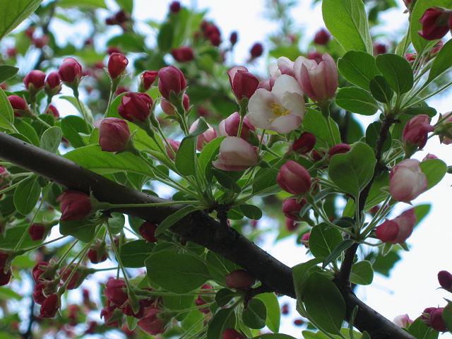 Dogwood, Wednesday morning, Fairfax, Virginia